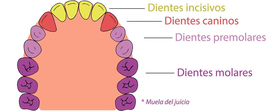 Nombres de los dientes